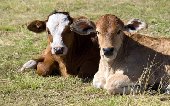 springtime charolais crossbreed and  simmental calves