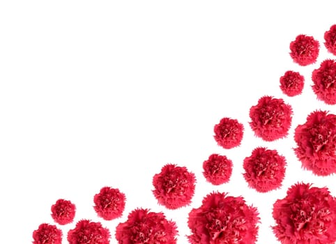 carnation flowers border pattern