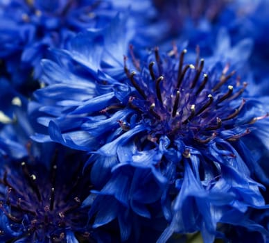 blue cornflower or batchelors button Centaurea cyanus
