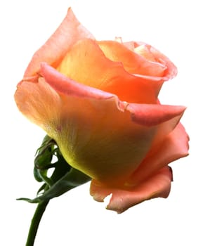 spring rose flower apricot orange