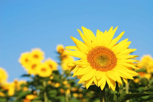 Sunflowers