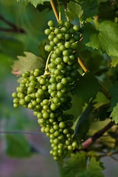 Grapevine