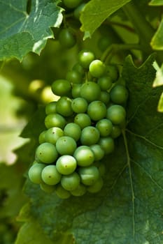 Grapes