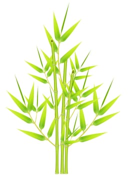 Bunch of bamboos