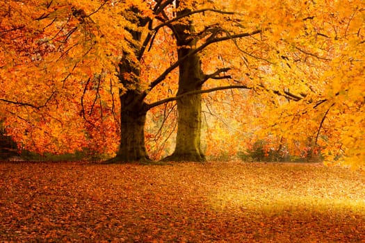 Autumn wd263