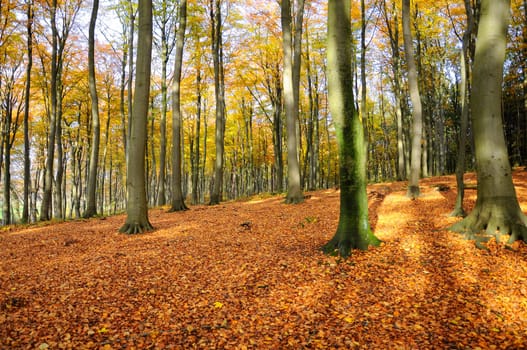 Forest floor - autumnal forest