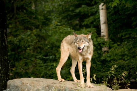 attentive great plains wolf