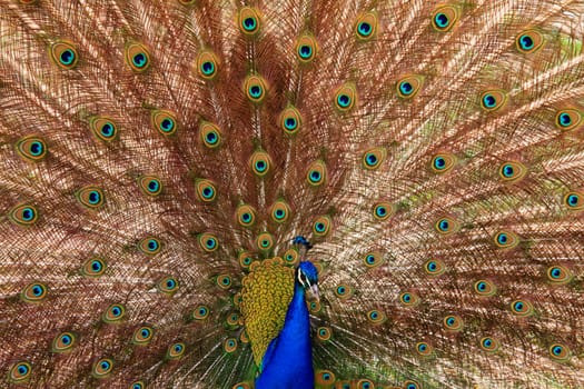 peacock with outstretched plumage