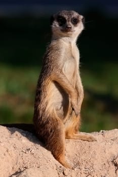 keep an eye out for suricate in zoo