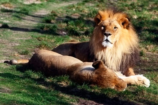 lion and lioness recumbent side by side