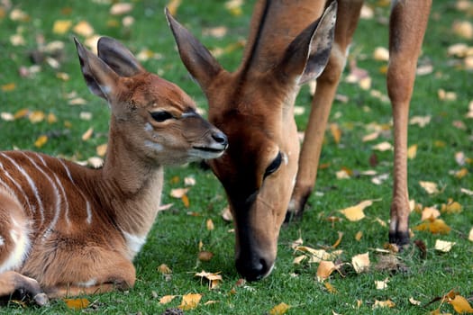 Roe deer and fawn