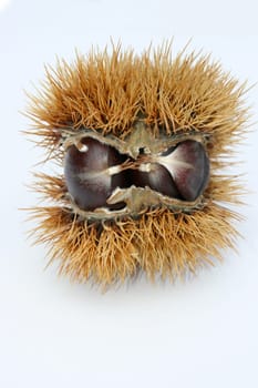 Chestnut