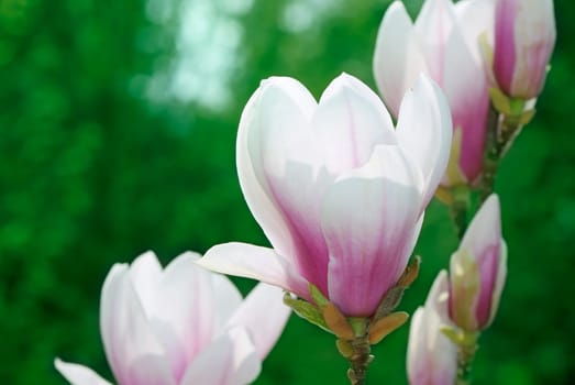 Magnolia blossoms
