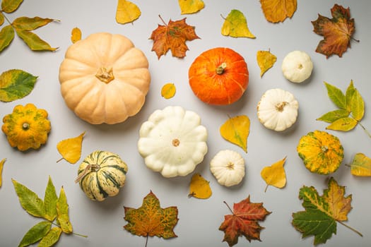 Thanksgiving or fall festive composition with different assorted pumpkins and autumn yellow leaves on light gray background top view..