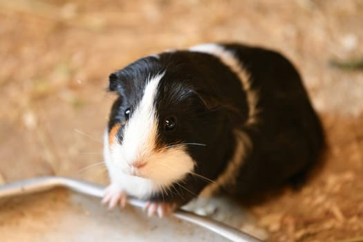 Tricolor guinea pig sits in a cage eating