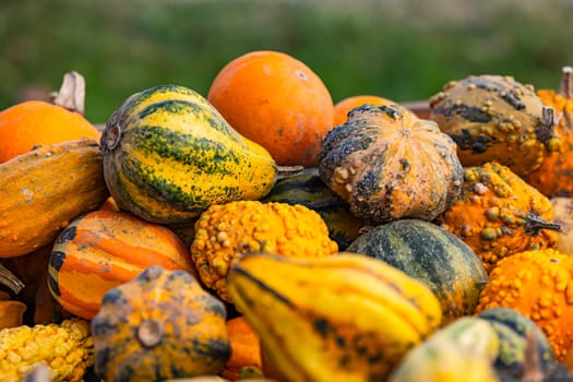 Pumpkin and ornamental squash in different varieties and colors on a large pile cropped against green nature