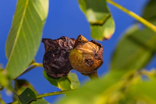 Fruit shell of walnut infested by pests on walnut tree before harvesting in autumn against blue sky