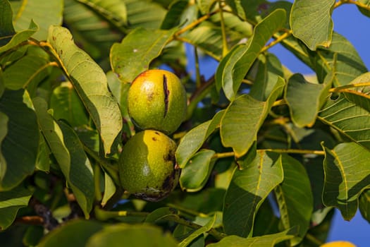 Close up of two walnuts on walnut tree with green leaves against blue sky