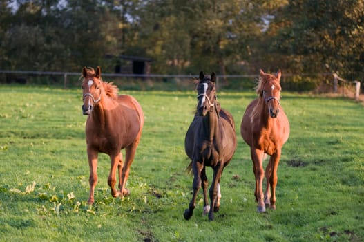 three brown horses