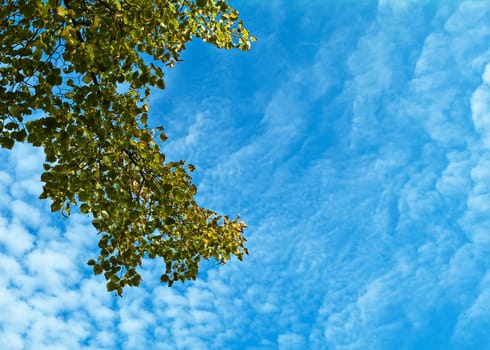Leaves and sky in autumn