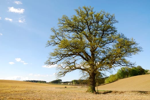 Lonely tree