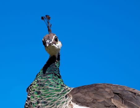 Pfau