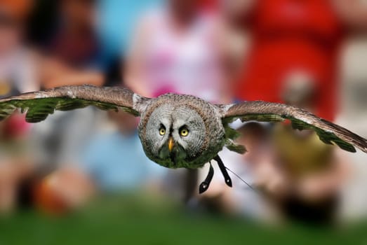 Flying owl