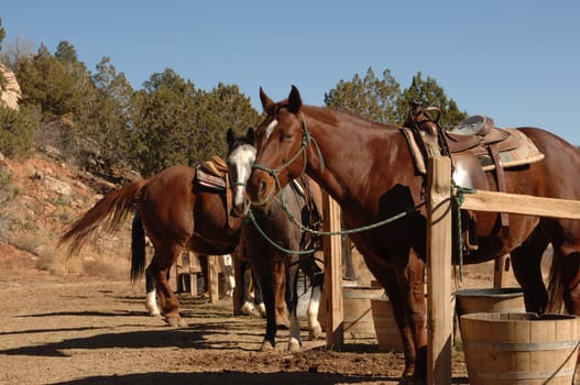 Horses