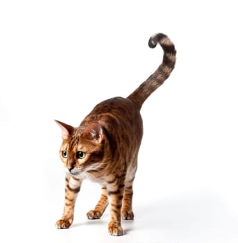 Bengal Tiger Cat staring at invible object