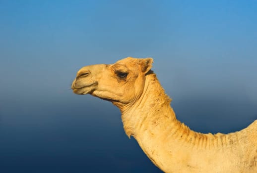 Camel portrait