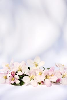 Apple blossoms