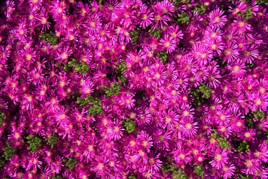 pink daisies