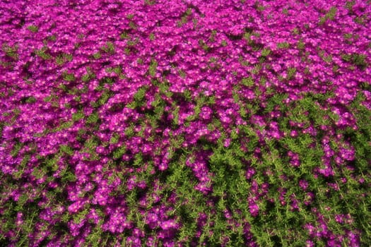 close up shot of a pink daisies