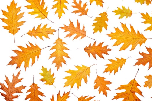 Assortment of leaves