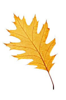 One autumn leaf