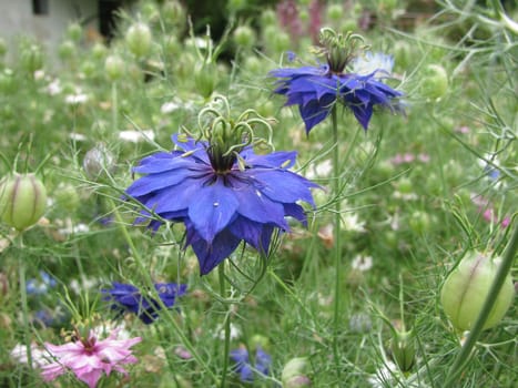 Maiden in the green,Nigella damascena
