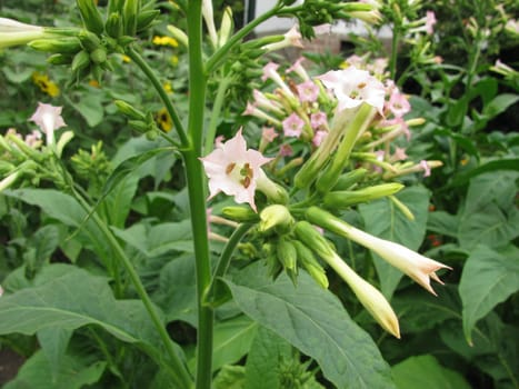 Pink Flowering Tobacco,Nicotiana