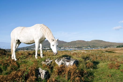 Connemara Pony