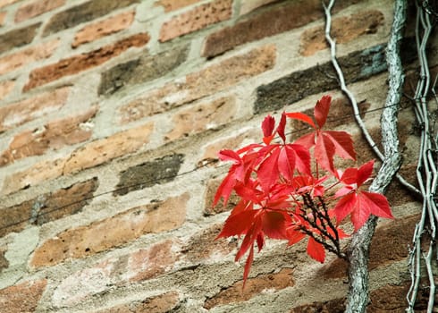 Red leaves ivy on the wall