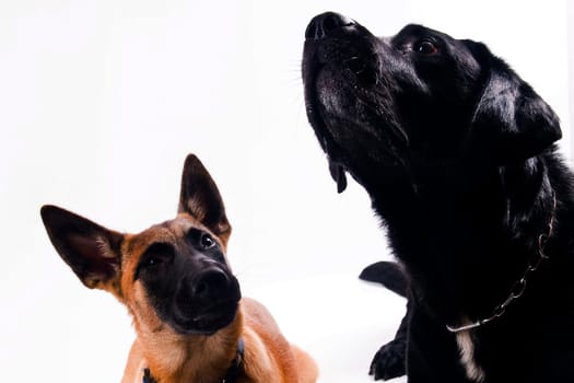 Malinois and Labrador mix on white background