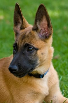 Malinois puppy on meadow