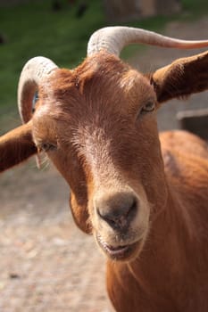 Goat