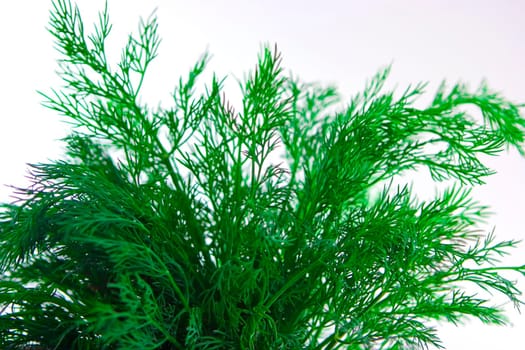 Bunch of dill