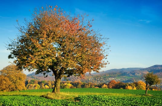 Cherry tree in autumn dress