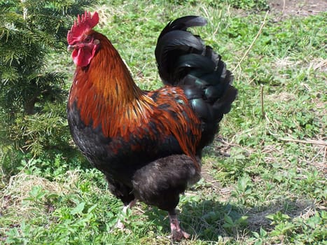 Beautiful rooster in the green