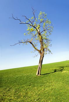 meadow,nature,landscape,spring,sun,sky,tree,panorama tree,forest,meadow,sky,cloudless,spring,summer meadow,summer,trees,tree,spring,mountain,poison green,deciduous forest,blaze of color,early summer,deciduous tree,meadow,green,blue,yellow,colorful,tree