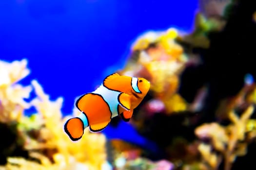 Nemo