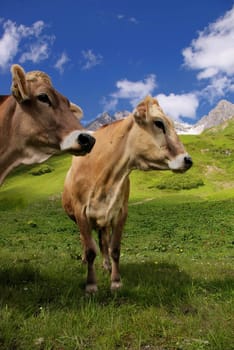 Cow on the Arlberg