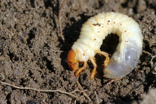 May beetle larva