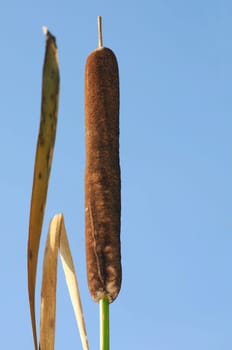 Cattail